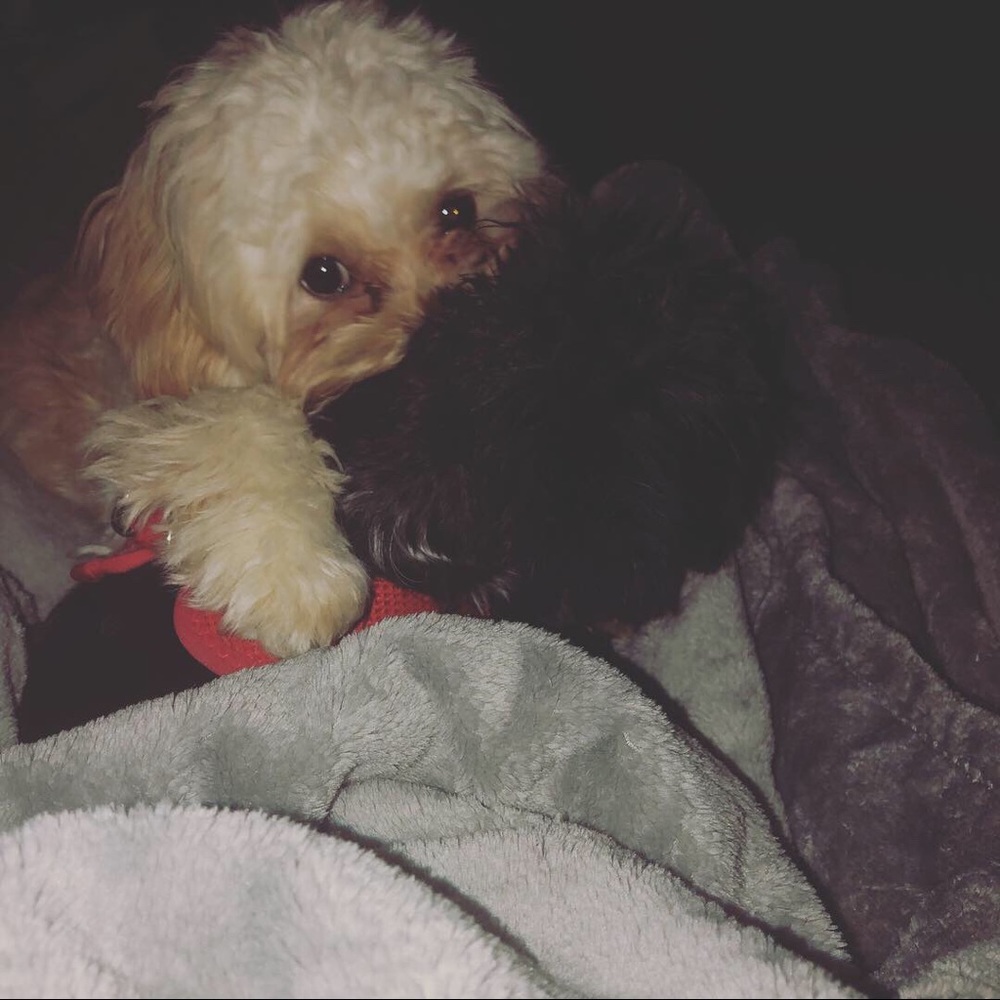 Meet your Posher, Regine